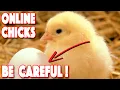 Ordering Chickens Online 5 Most IMPORTANT Factors Top 4 Hatcheries