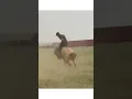 Download Lagu Mongolian horse training #shorts