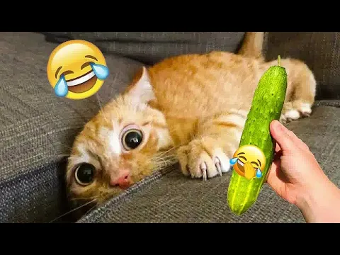 Download MP3 Hilarious Cats and Dogs 😹🐶 Funniest Animals 2024 🤣