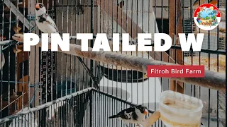 Download The Pin Tailed Whydah 🕊 (Emprit Ekor Panjang) 🕊Burung Emprit Africa 🇿🇦. Fitroh Bird Farm MP3