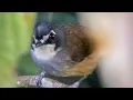 Download Lagu Asi Dada Kelabu.  Kalimantan barat