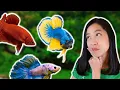 My Top 10 Favorite Betta Fish at Petco