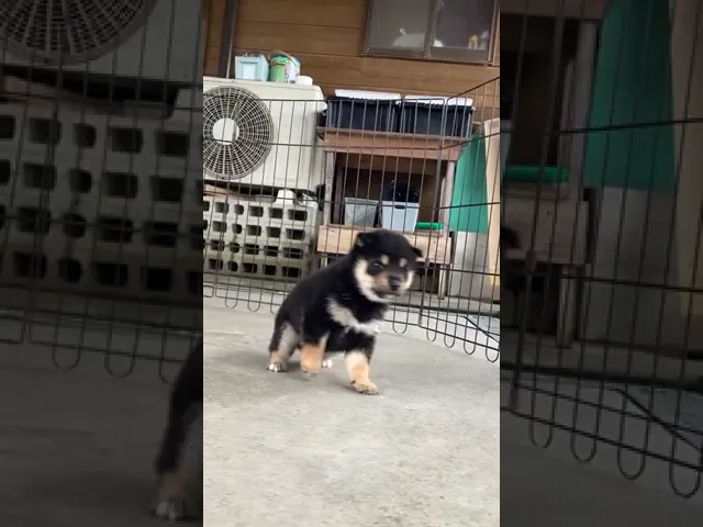動画