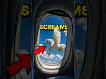 Download Lagu 5 Suara Burung yang Sangat Mengerikan Hingga Anda Akan Menyesal Mendengarkannya‼️😱