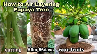 Download How to Air Layering Papaya Tree / New Method to Grow Papaya From Cutting Success 100% By NY SOKHOM MP3