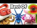 Download Lagu My Best Animal Videos of 2025