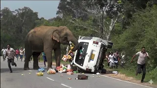 chaos on the road elephant attacks fruit van in sri lanka 