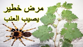 مرض خطير يصيب اشجار العنب الحلم الدودي  مرض خطير يصيب اشجار العنب الحلم الدودي
