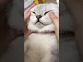Download Lagu Falling Cat is so funny #shorts #fyp #viral #cat #kitten #kucing #funny #despacito