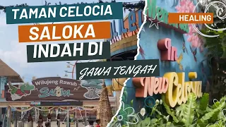 saloka x celosia semarang 13 desember 2022 