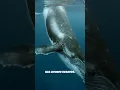 Download Lagu 🐋🌊The Whale Tale #MobyDick #CaptainAhab #GreatWhiteWhale #LiteratureLovers #ClassicTales