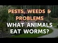 What Animals Eat Worms