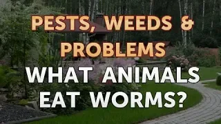What Animals Eat Worms