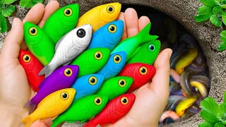 اصطياد أسماك الزينة الجميلة في البركة الصغيرة السلاحف الصغيرة الثعابين البحرية أسماك الشبوط أ 