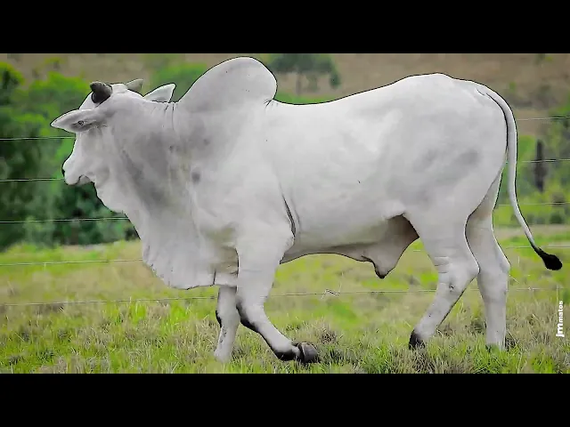 Touro Nelore TJL - 2009