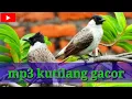 Download Lagu MP3 KUTILANG#CANGKURILENG GACOR