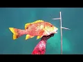 Download Lagu IMBITASYON🙌 | MAILAP AT MADALANG NA ISDA #spearfishingphilipines #fishing #fish #adventure #food