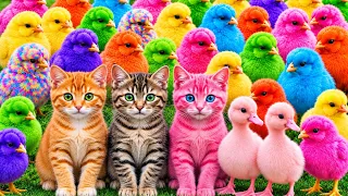 Tangkap Ayam Lucu, ayam warna warni, ayam rainbow, kelinci lucu, bebek lucu, ikan koi, Hewan Lucu