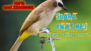 Download Suara pikat MP3 trucukan paling banyak di cari 100% anti ZZOONNKK MP3