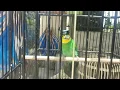 Download Lagu BURUNG MADI INJAP \\ LONG TAILED  |   SUARA BURUNG MADI INJAP / LONG TAILED