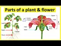 Parts of a plant flower Anatomy function Learn with pictures
