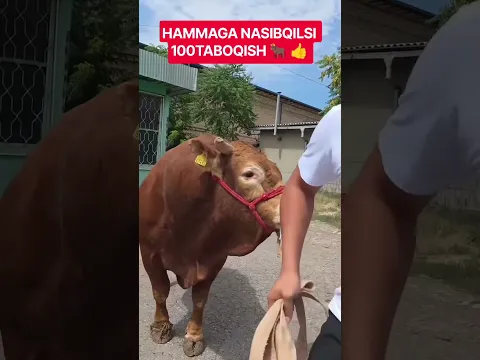 BULLS #farm #farming #animals #geremfort #anggus #avlikol #semental #galishteyin #cow #bull #buqa