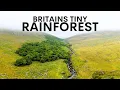 Britain s Tiny Rainforest Hidden On A Hillside