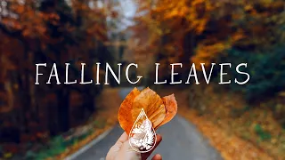 Falling Leaves An Autumn Aesthetic Indie Folk Acoustic Playlist 