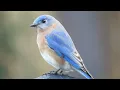 Download Lagu How to attract bluebirds to your yard - beginner and advanced tips!
