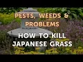 How to Kill Japanese Grass