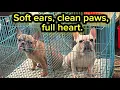 Dogs Bath Tme