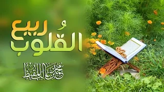 ربيع القلوب   محمد المقيط      دندنها