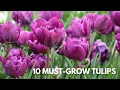 Lagu 10 Must-Grow Tulips!