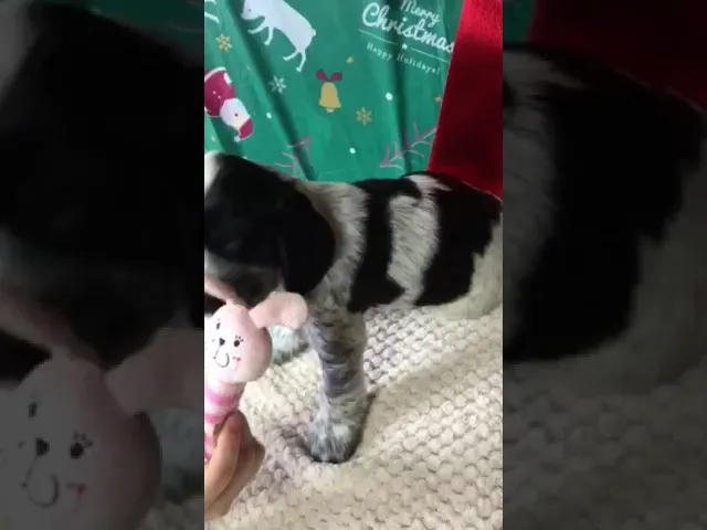 動画