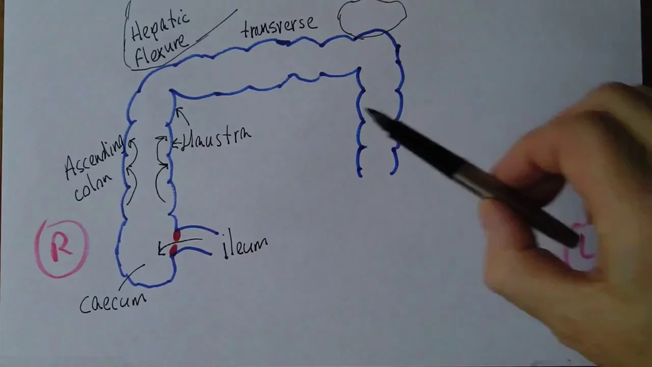 Gastrointestinal System, Colon