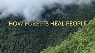 forest bathing shinrin yoku healing in nature short documentary