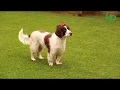K9 Turf Pet Friendly Artificial Grass For Dogs Installation 2020