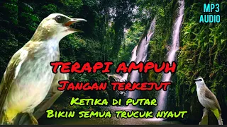 terapi trucukan biar cepat gacor terapi khusus untuk trucukan stres malas bunyi u0026 obyokan
