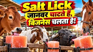 Animals  Salt Licks — How Does This Business Make Millions? | by Harsh Dhawan