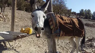 هكذا يبدأ الحمار بالنهيق صوت نهيق الحمار العجيب Braying Donkey 