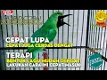 Download Lagu WAJIB DICOBA❗ PEMAHAMAN DALAM PEMASTERAN CUCAK IJO BIAR TDK CEPAT LUPA DAN CEPAT CERDAS DIINGAT