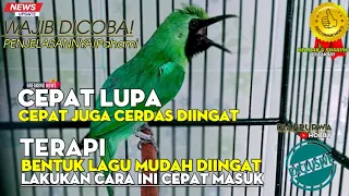 Download WAJIB DICOBA❗ PEMAHAMAN DALAM PEMASTERAN CUCAK IJO BIAR TDK CEPAT LUPA DAN CEPAT CERDAS DIINGAT MP3