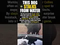 This Dog Stalks From Water