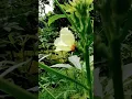 Download Lagu From Okra to Dragonfly 🌱🌿– My Backyard Green Friends#garden
