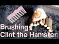 Brushing Longhaired Syrian Hamster