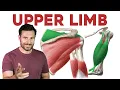 How To Remember Every Muscle in the Upper Limb and Arm Corporis