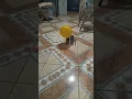 CARRINHO MOVIDO A BALAO Ana Luisa Tavares Maidana 206