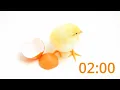 Egg-citing 2-Minute Easter Timer with Music