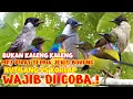 Download Lagu SUARA PIKAT KUTILANG RIBUT VS KORLAP  ||sudah pasti ngabisin semua jenis burung liar