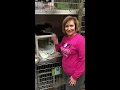 Animal Shelter Cats Need NEW Homes